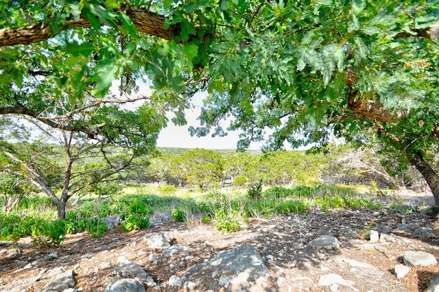 a view of a tree in a yard