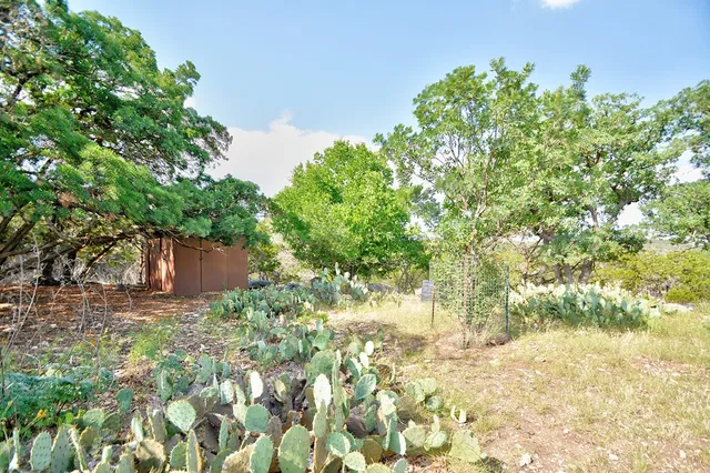 a view of a garden with plants and large trees