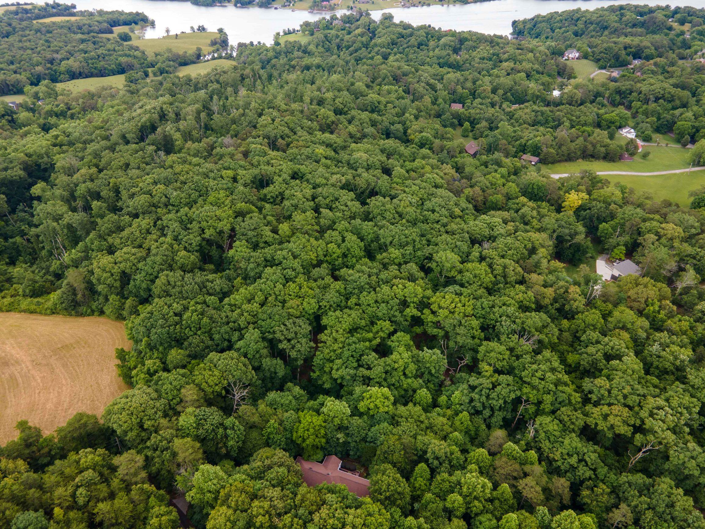 12451 Early Road Knoxville, TN 37922 - Photo 12 of 39 DJI_0096