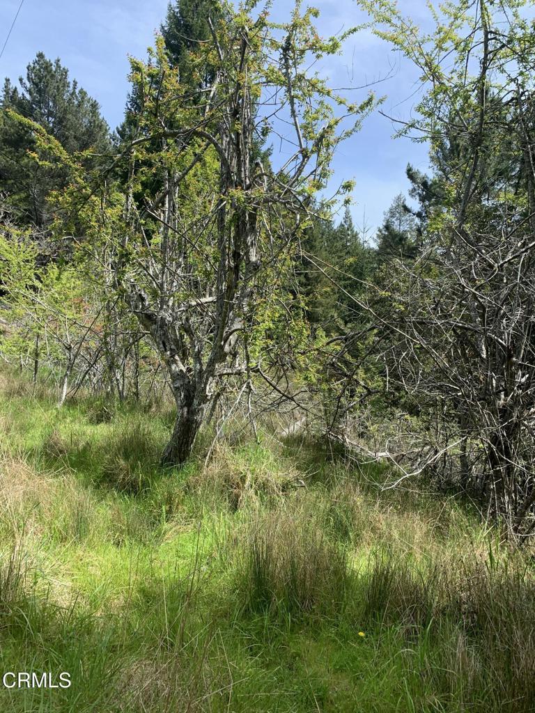 23501 Branscomb Road Westport, CA 95488 - Photo 12 of 41 a view of a garden