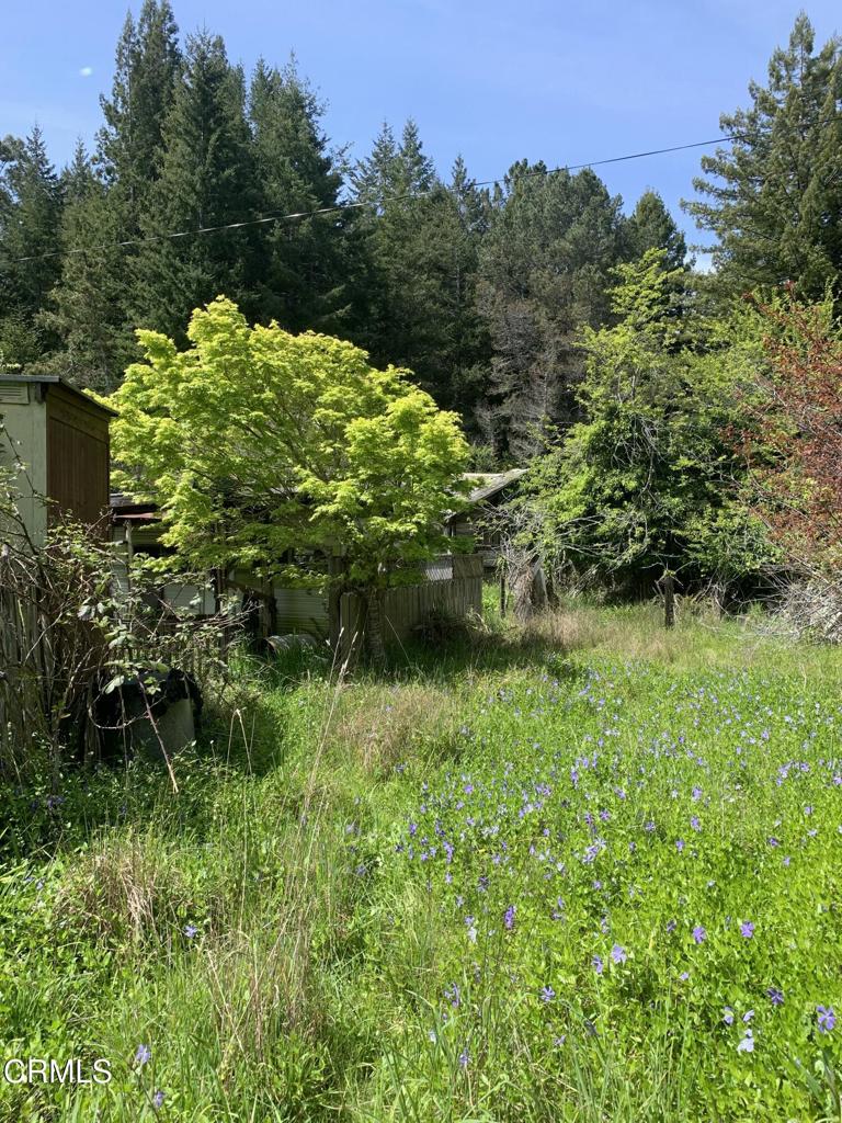 23501 Branscomb Road Westport, CA 95488 - Photo 17 of 41 a backyard of a house with lots of green space and trees all around