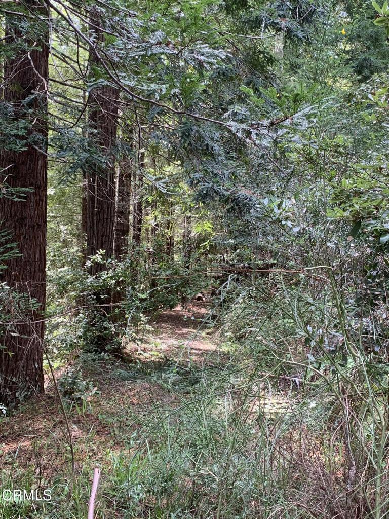 23501 Branscomb Road Westport, CA 95488 - Photo 18 of 41 a view of a forest that has a tree