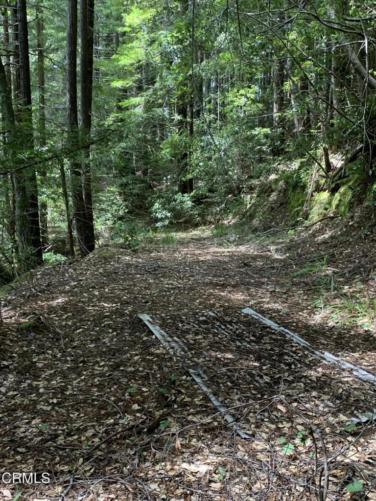 23501 Branscomb Road Westport, CA 95488 - Photo 19 of 41 a view of a forest with trees