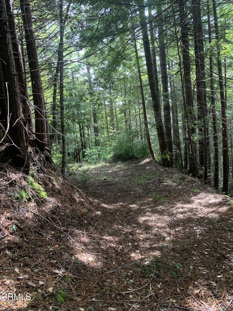 23501 Branscomb Road Westport, CA 95488 - Photo 20 of 41 a view of a forest with trees in the background