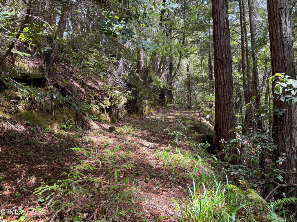 23501 Branscomb Road Westport, CA 95488 - Photo 24 of 41 a view of a forest with a tree