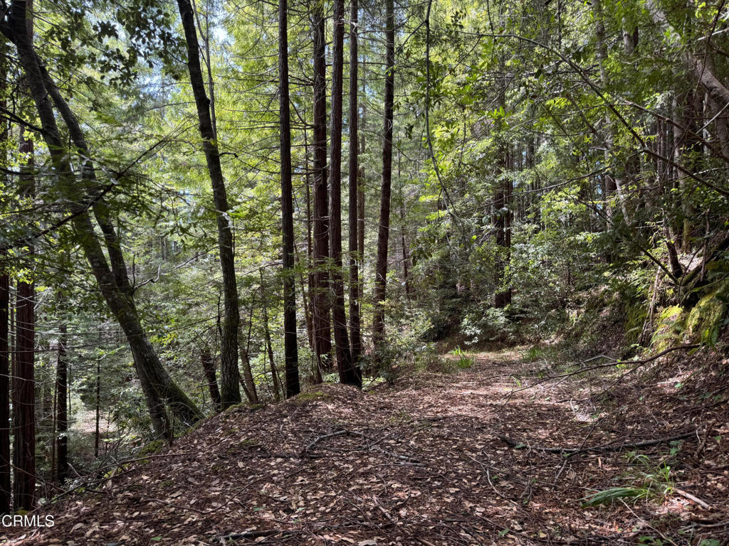 23501 Branscomb Road Westport, CA 95488 - Photo 25 of 41 a view of a forest with trees