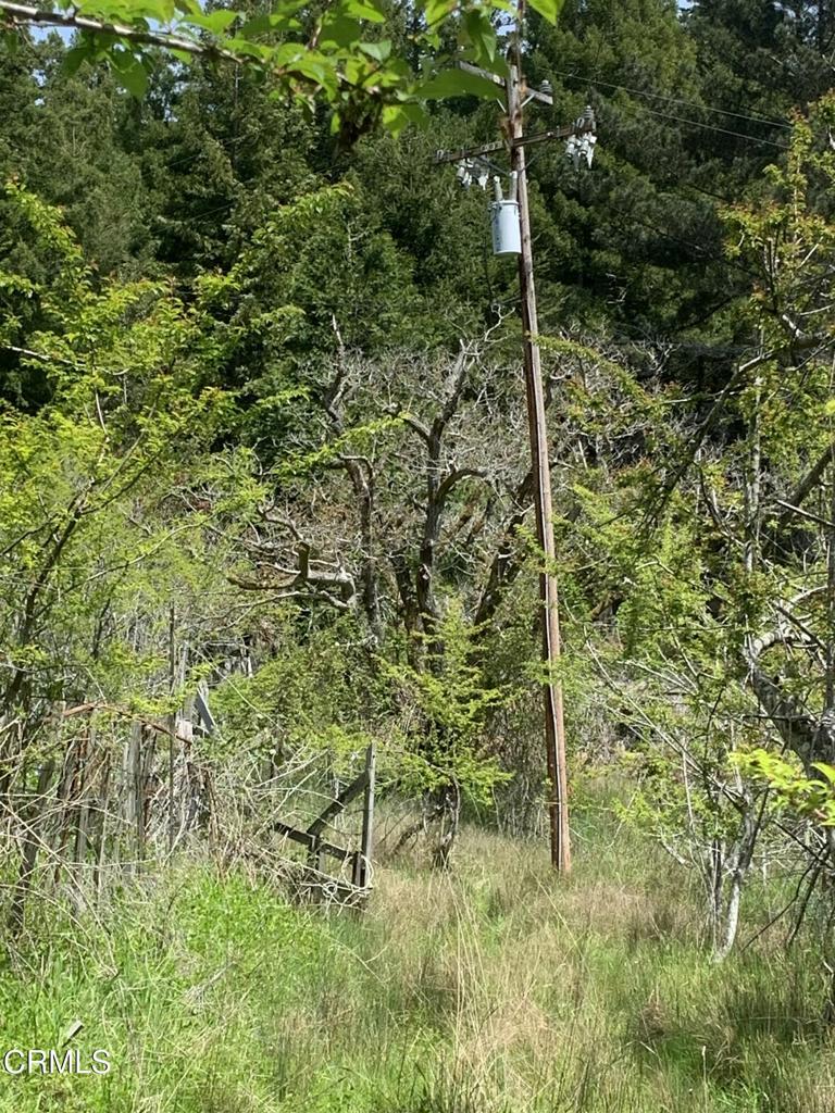 23501 Branscomb Road Westport, CA 95488 - Photo 7 of 41 a flag is sitting in the middle of a forest