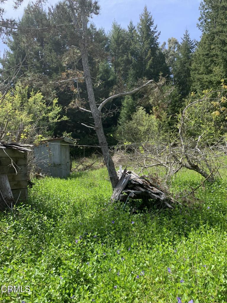 23501 Branscomb Road Westport, CA 95488 - Photo 8 of 41 a backyard of a house with lots of green space