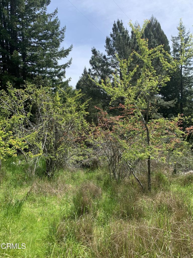 23501 Branscomb Road Westport, CA 95488 - Photo 9 of 41 a view of a yard