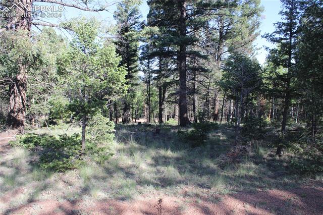 646 Pinewood Road Florissant, CO 80816 - Photo 4 of 9 View of local wilderness