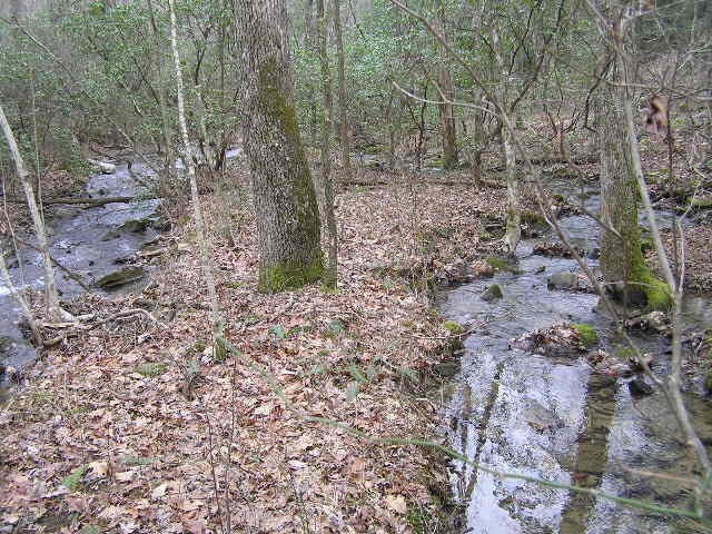 3 Deerhead Road Dunlap, TN 37327 - Photo 14 of 22 a view of a yard with large trees