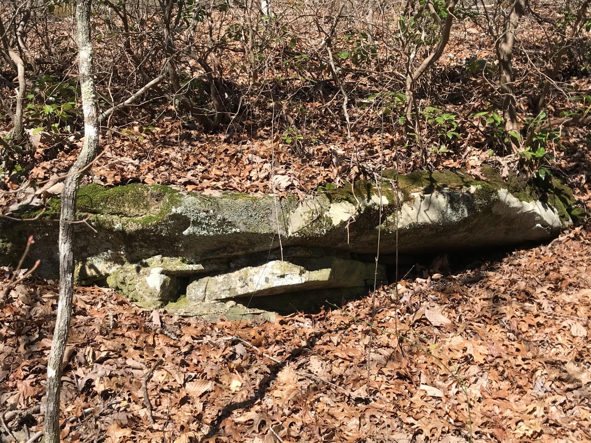 3 Deerhead Road Dunlap, TN 37327 - Photo 18 of 22 a view of a backyard of the house