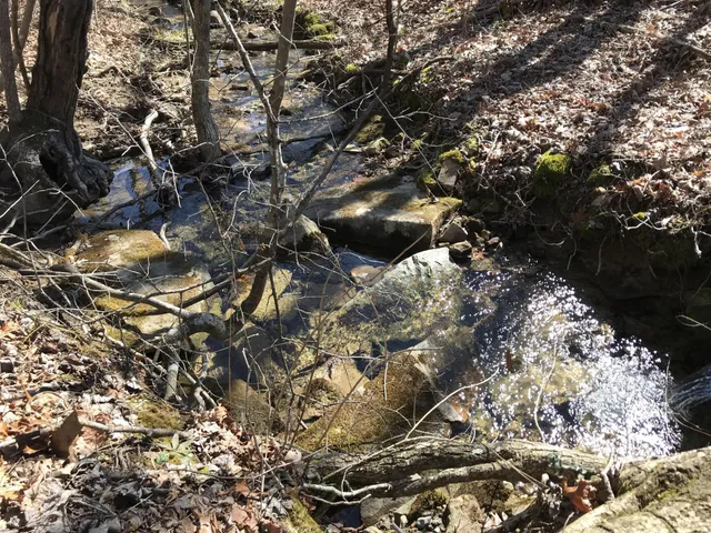 a view of a forest filled with trees