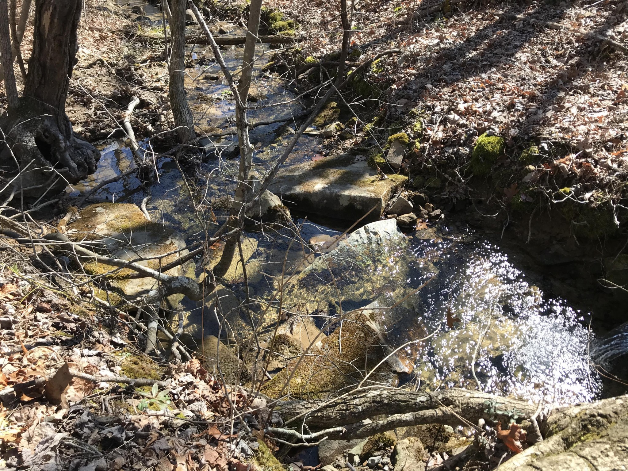 3 Deerhead Road Dunlap, TN 37327 - Photo 20 of 22 a view of a tree