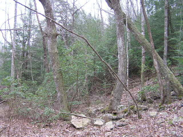 3 Deerhead Road Dunlap, TN 37327 - Photo 22 of 22 a view of a forest filled with trees