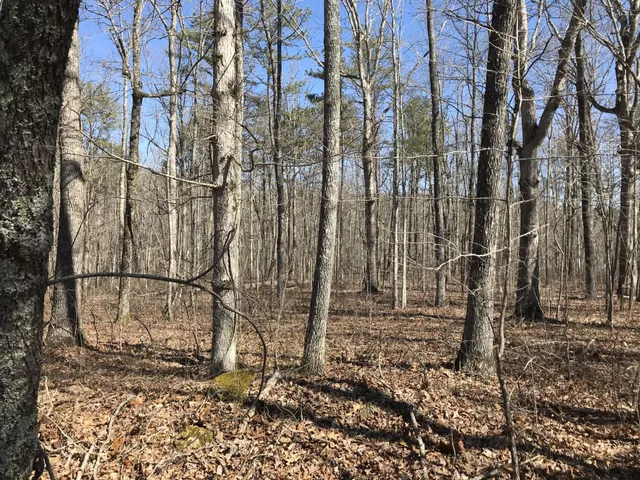 a view of a forest that has a tree