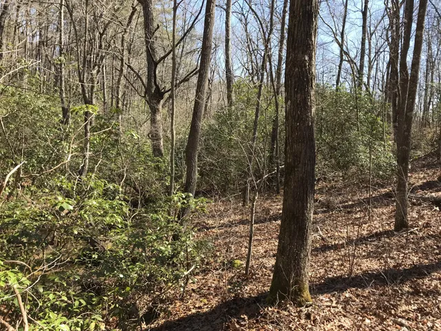 a view of a dry yard with trees and plants