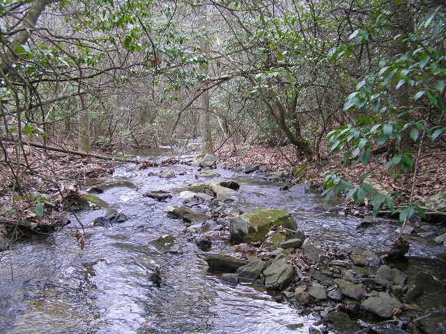 3 Deerhead Road Dunlap, TN 37327 - Photo 5 of 22 a view of a dry yard with trees and plants