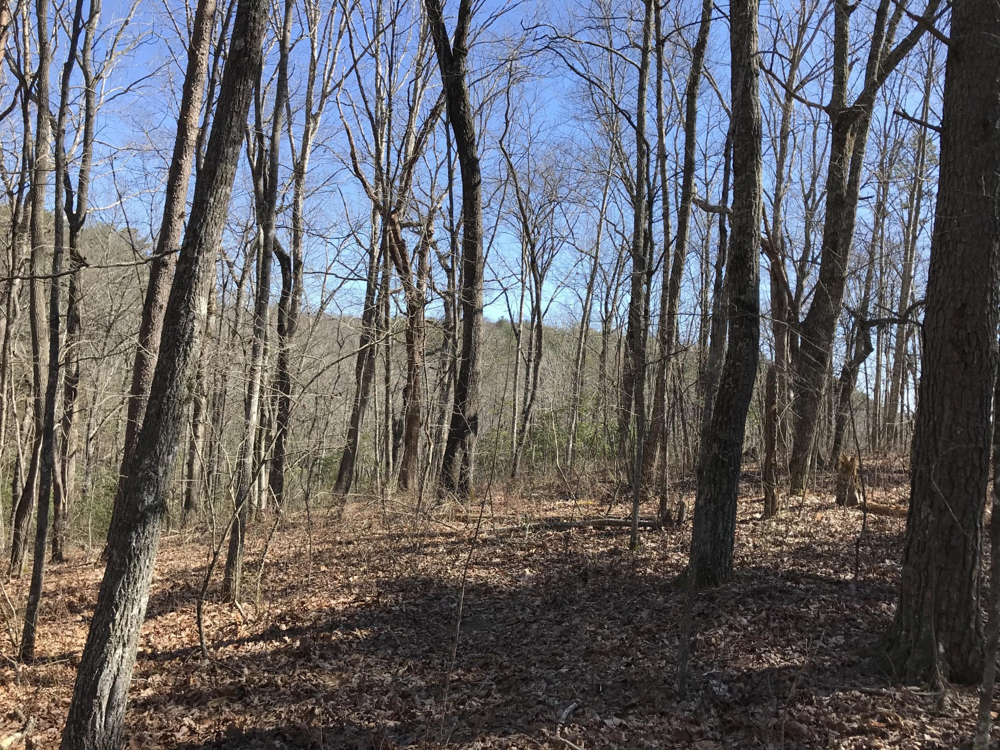 3 Deerhead Road Dunlap, TN 37327 - Photo 6 of 22 a view of outdoor space with lots of trees