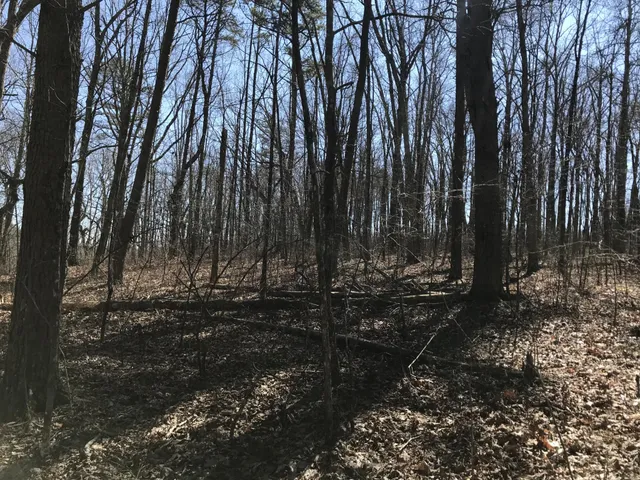 a view of a area with lots of bushes