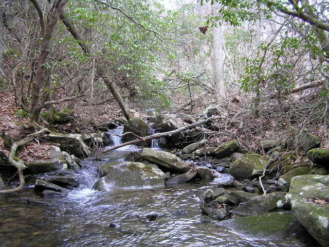 3 Deerhead Road Dunlap, TN 37327 - Photo 9 of 22 a view of a area with lots of bushes