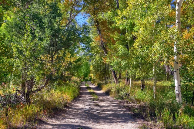 a view of a yard with plants and large trees