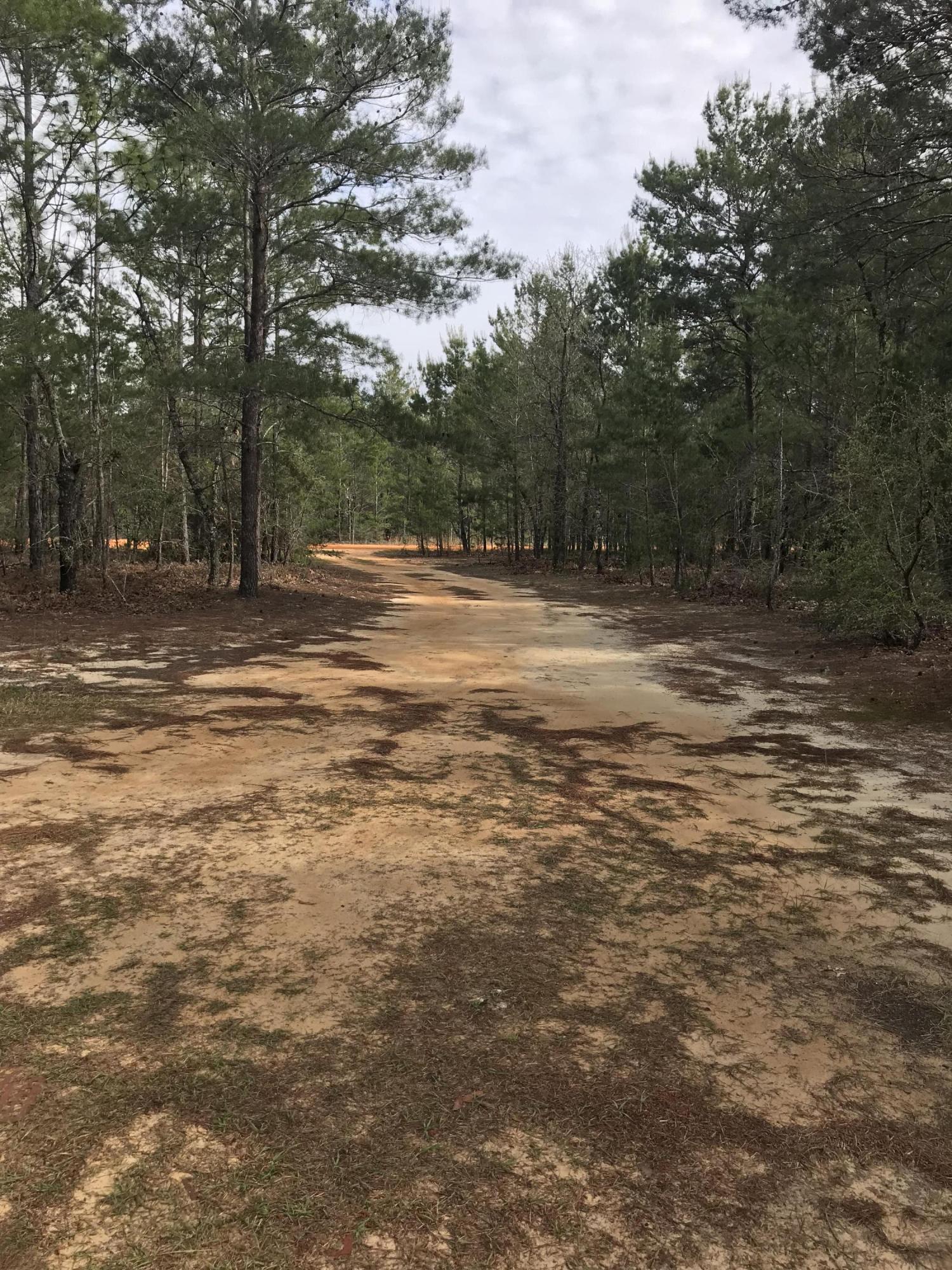 319 Delaware Road DeFuniak Springs, FL 32433 - Photo 20 of 22 a view of a yard with a tree