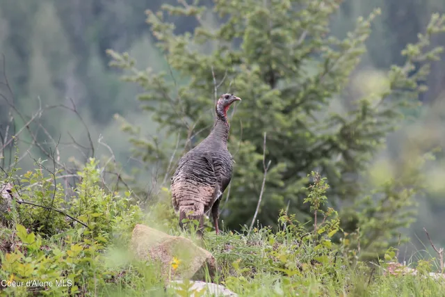 $435,000 | 5 Acres ) Sandpoint Id 83864, Hope, ID 83836