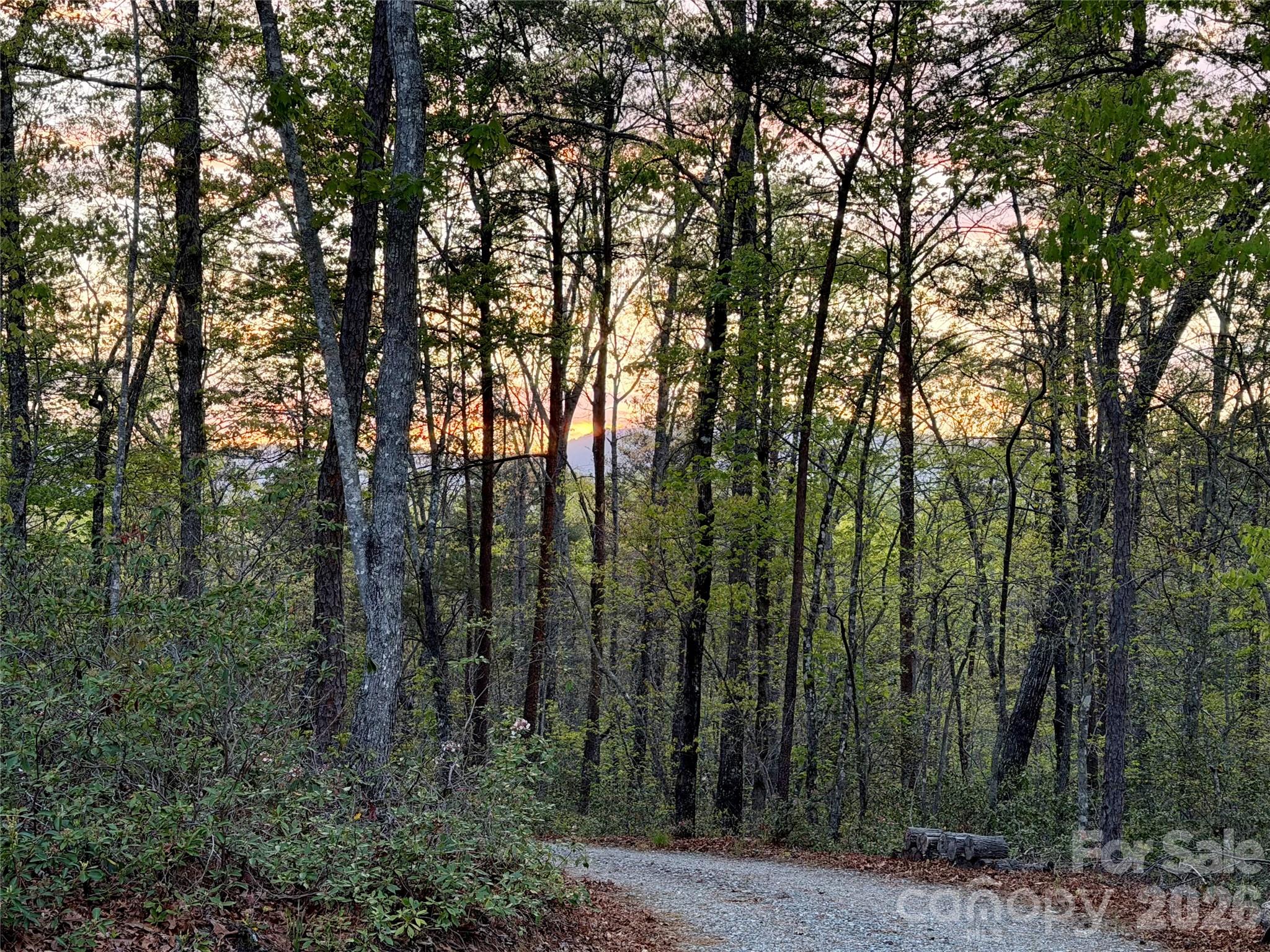 81 Delind Drive Mill Spring, NC 28756 - Photo 3 of 40 a view of a forest
