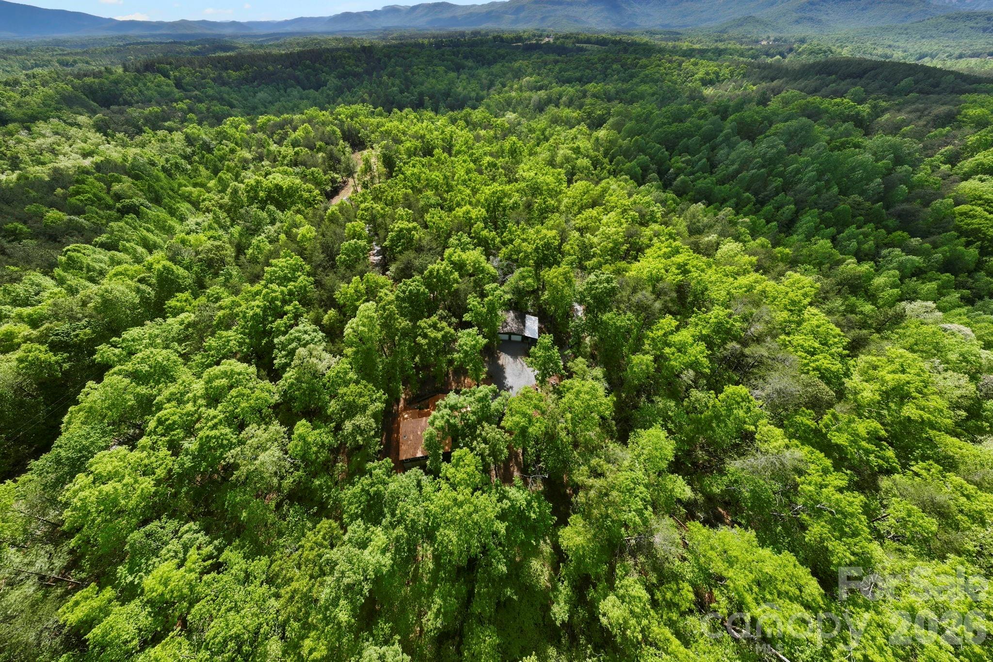 81 Delind Drive Mill Spring, NC 28756 - Photo 31 of 40 a view of a lush green forest with lots of trees
