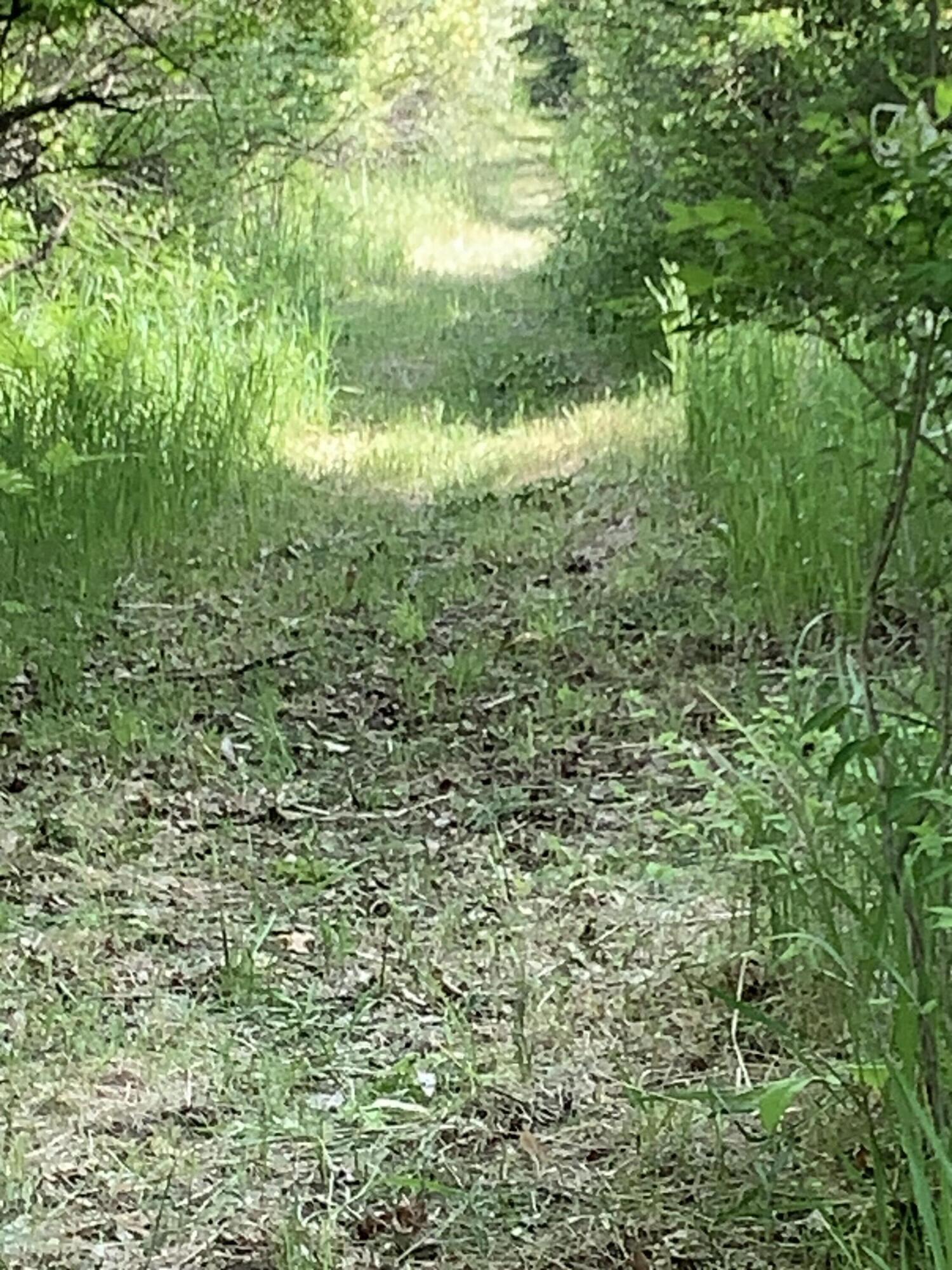 30th Avenue Remus, MI 49340 - Photo 1 of 6 Trail/old RR