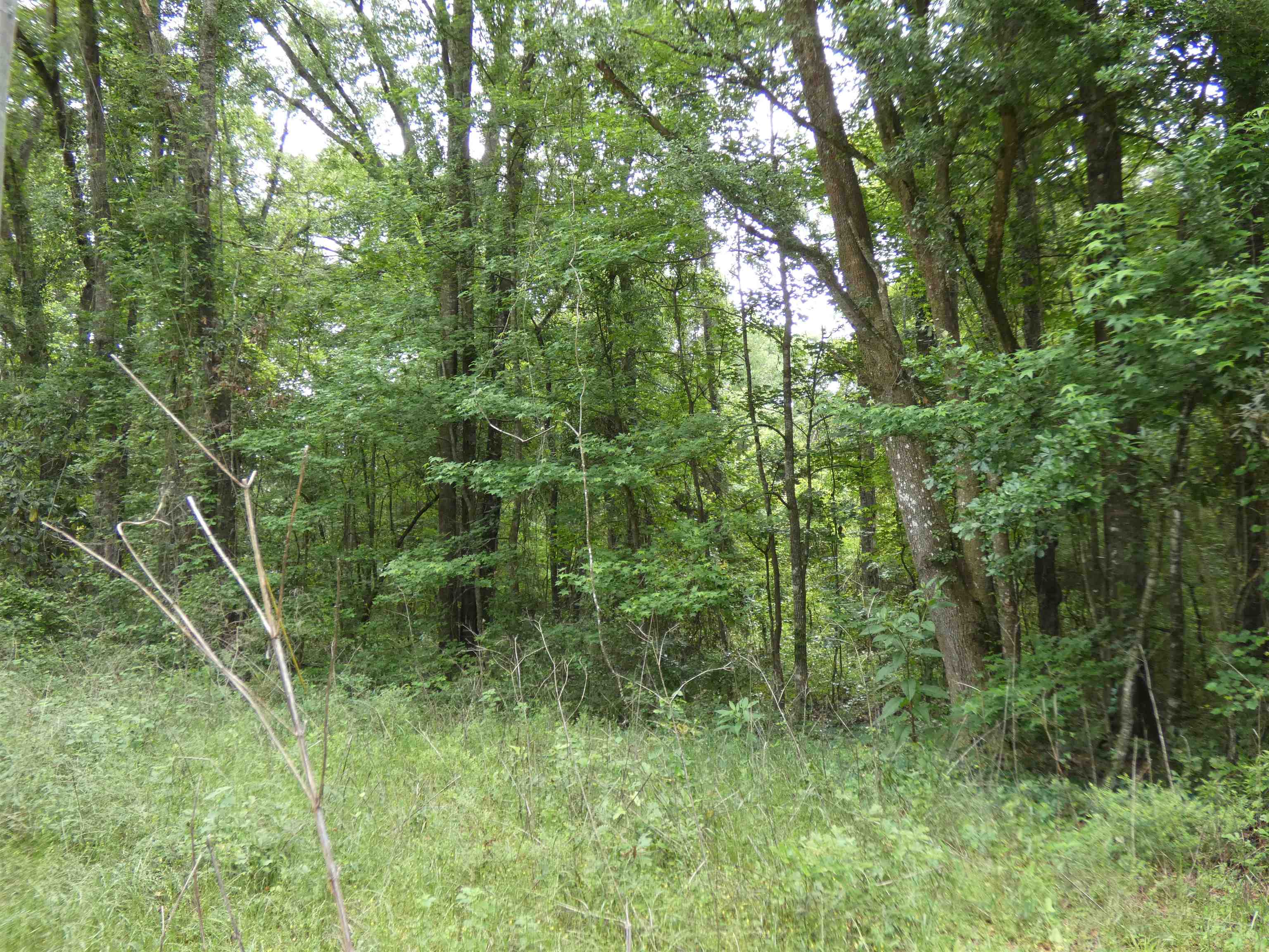 Tbd East 2nd Way Greenville, FL 32331 - Photo 2 of 8