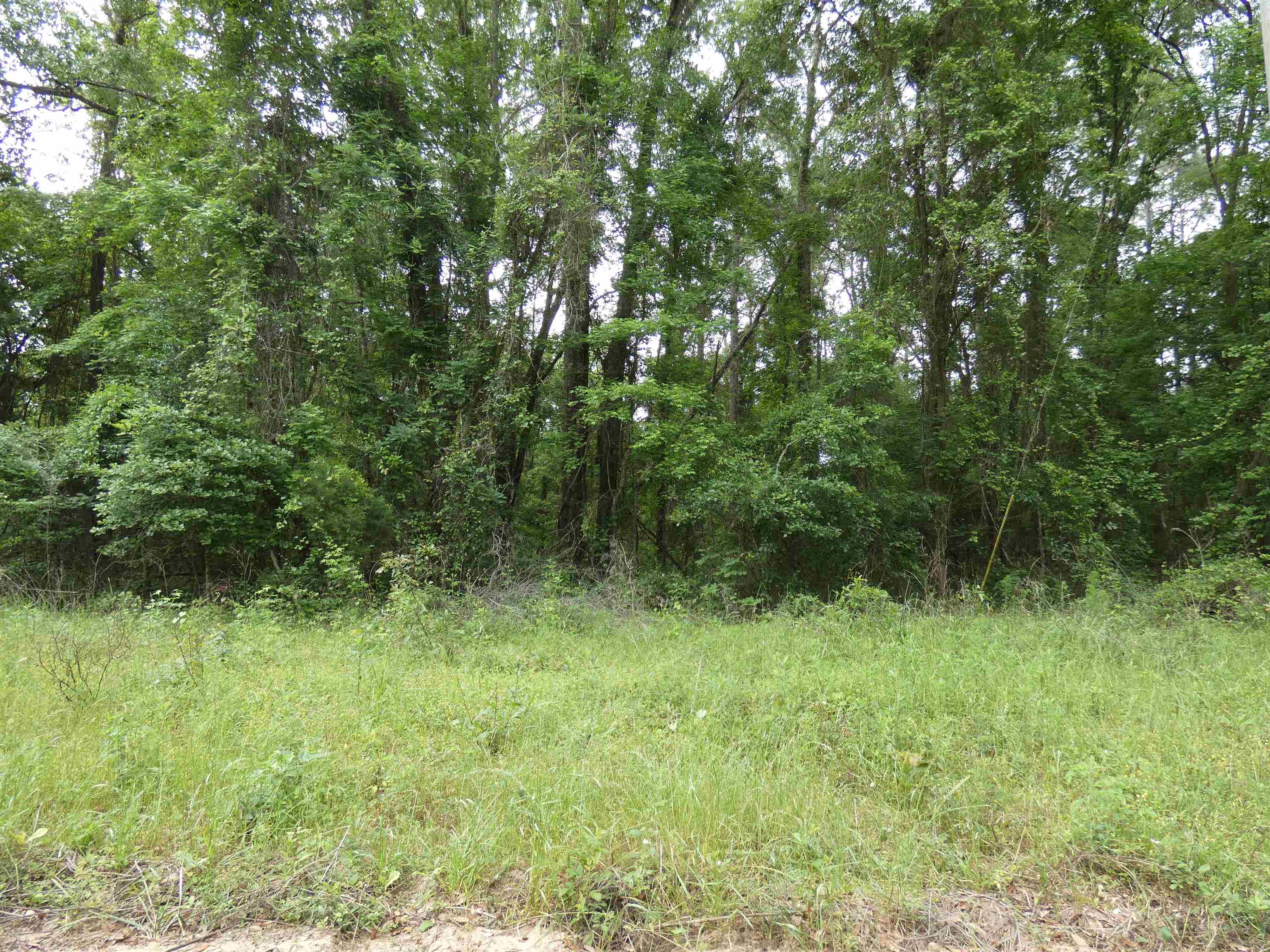 Tbd East 2nd Way Greenville, FL 32331 - Photo 4 of 8