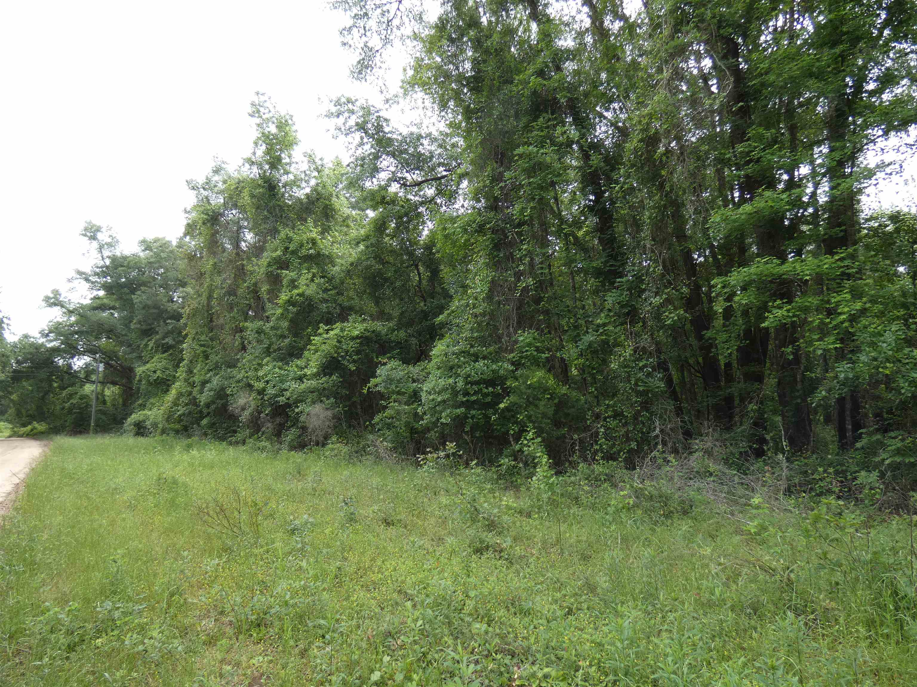 Tbd East 2nd Way Greenville, FL 32331 - Photo 7 of 8