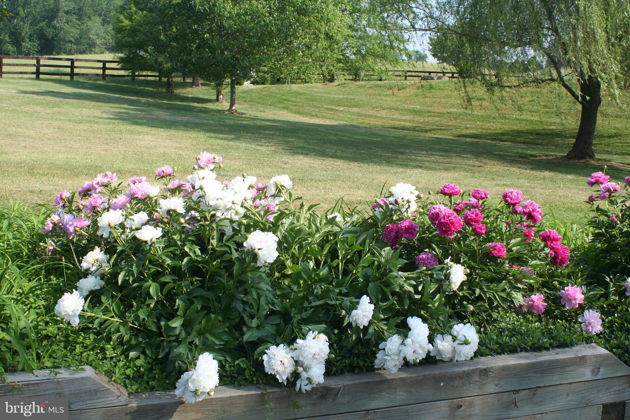 575 Lee Road Crozier, VA 23039 - Photo 42 of 45 Peony garden