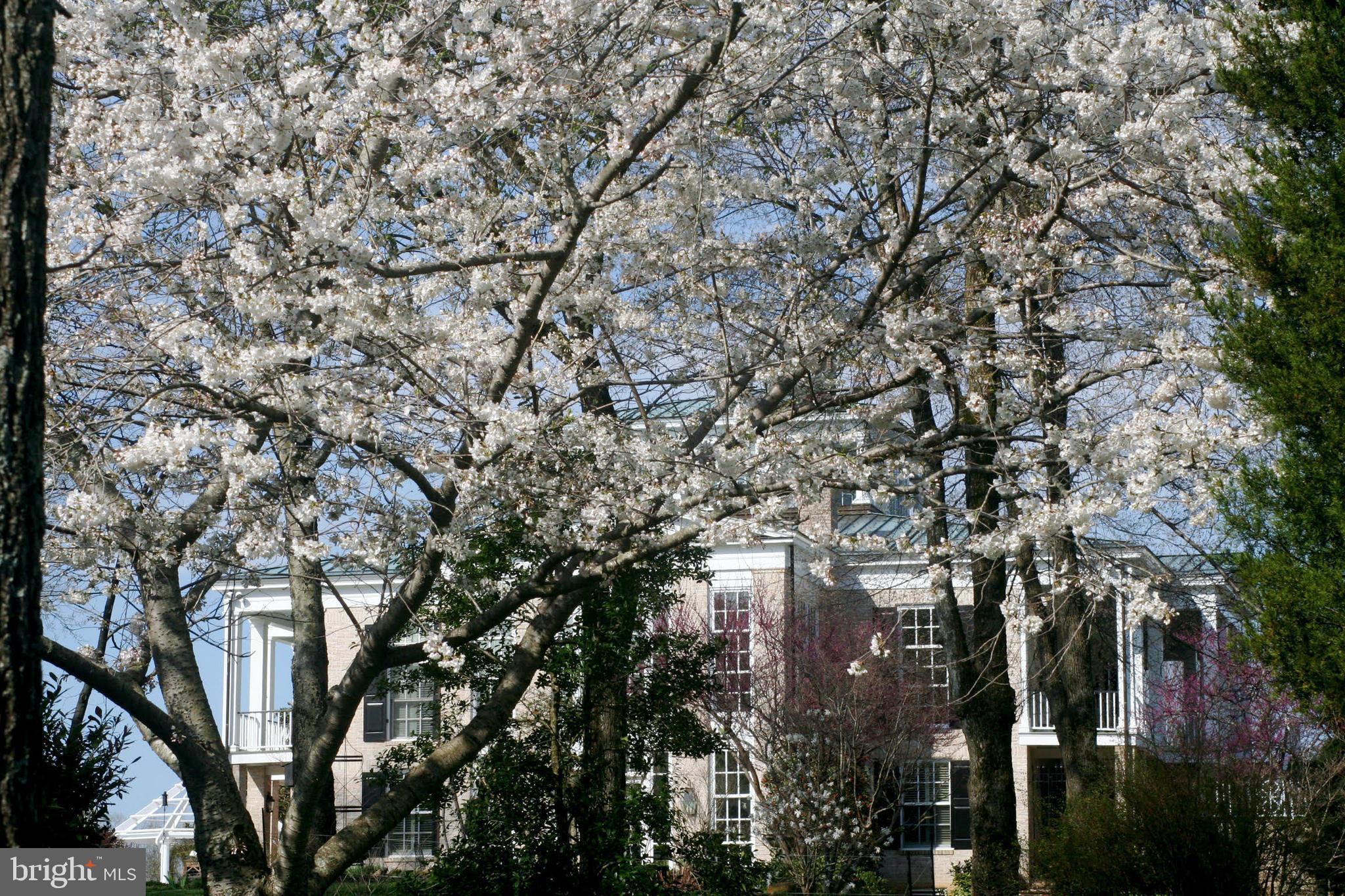 575 Lee Road Crozier, VA 23039 - Photo 45 of 45 Orchard-peach, pear, cherry, fig, walnut, chestnut