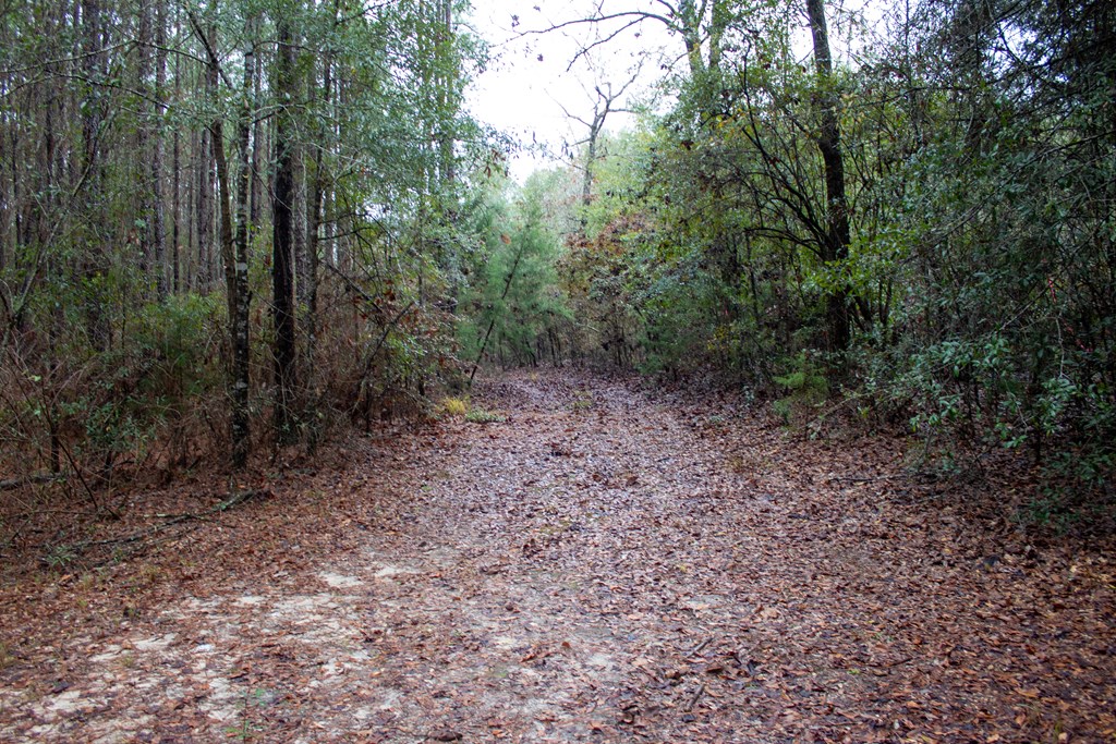3 Pilgram Ch Road Gordon, AL 36343 - Photo 6 of 28 Gallery Image 6