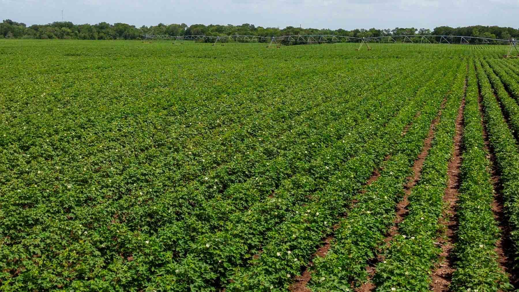 0 Sims Lane Bryan, TX 77807 - Photo 22 of 27