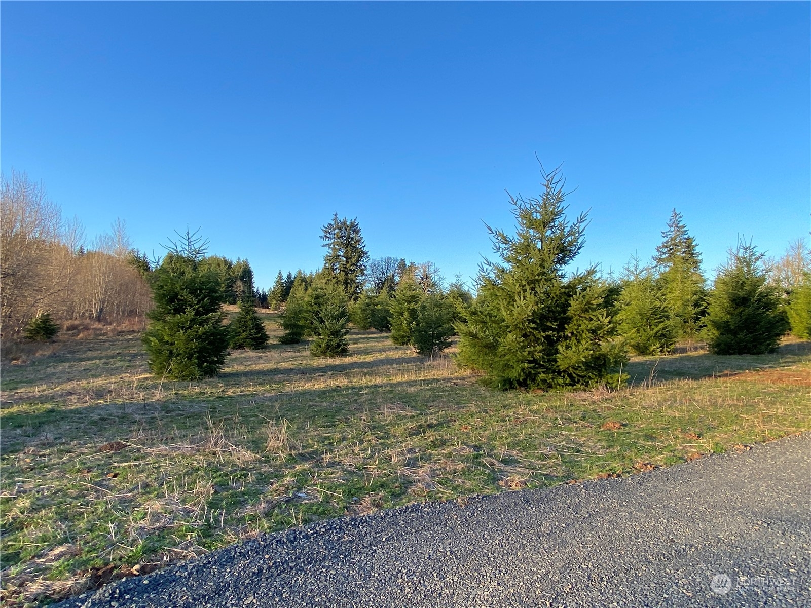 2 Brockway Road Chehalis, WA 98532 - Photo 11 of 21 a view of a yard with an trees