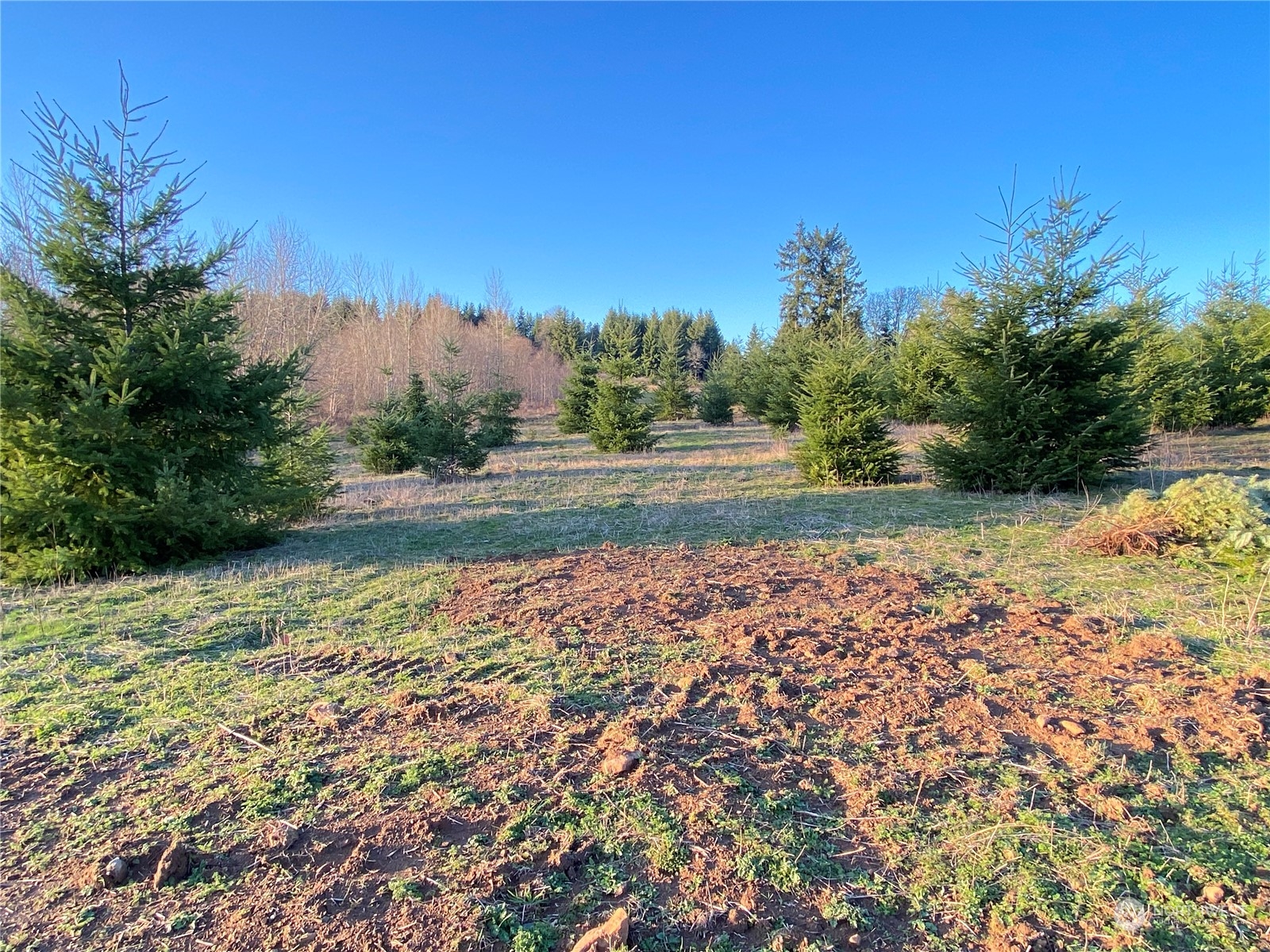 2 Brockway Road Chehalis, WA 98532 - Photo 14 of 21 a view of a yard with an trees