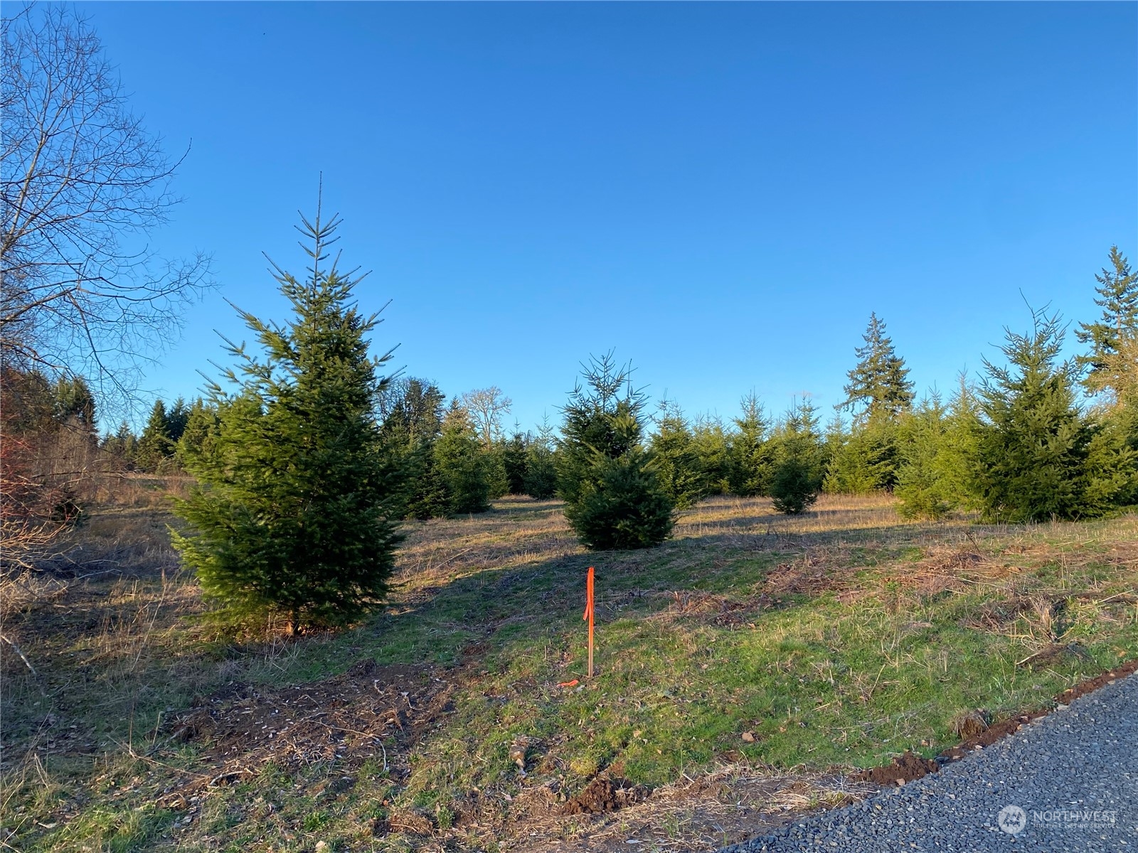 2 Brockway Road Chehalis, WA 98532 - Photo 9 of 21 a view of a yard with an trees