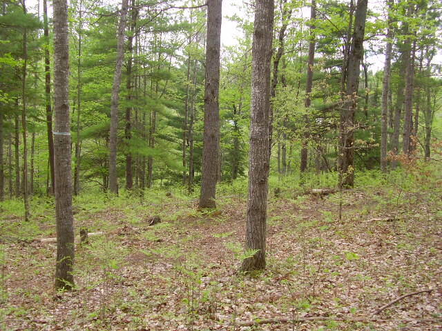 1510 Pierce Road Luzerne, MI 48636 - Photo 37 of 40 Gallery Image 37