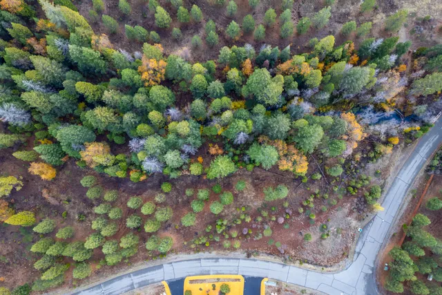 a view of a garden with flowers