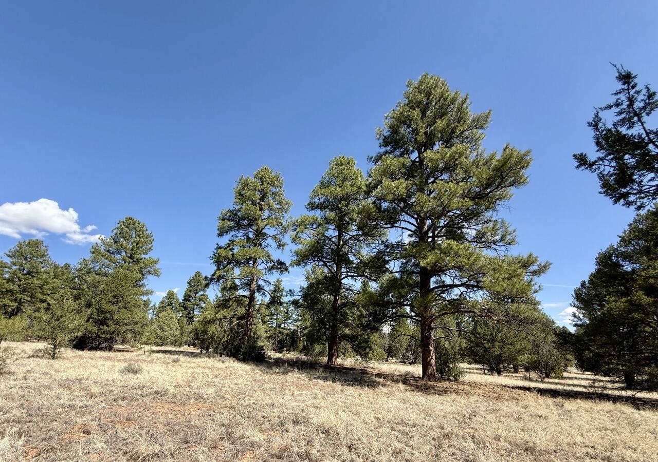 823 Timberlake Road Ramah, NM 87321 - Photo 24 of 47 Gallery Image 24