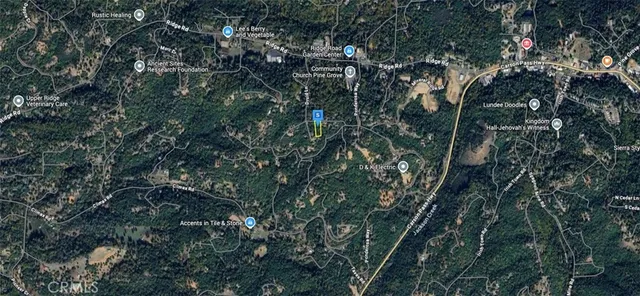 a view of a tree in a forest