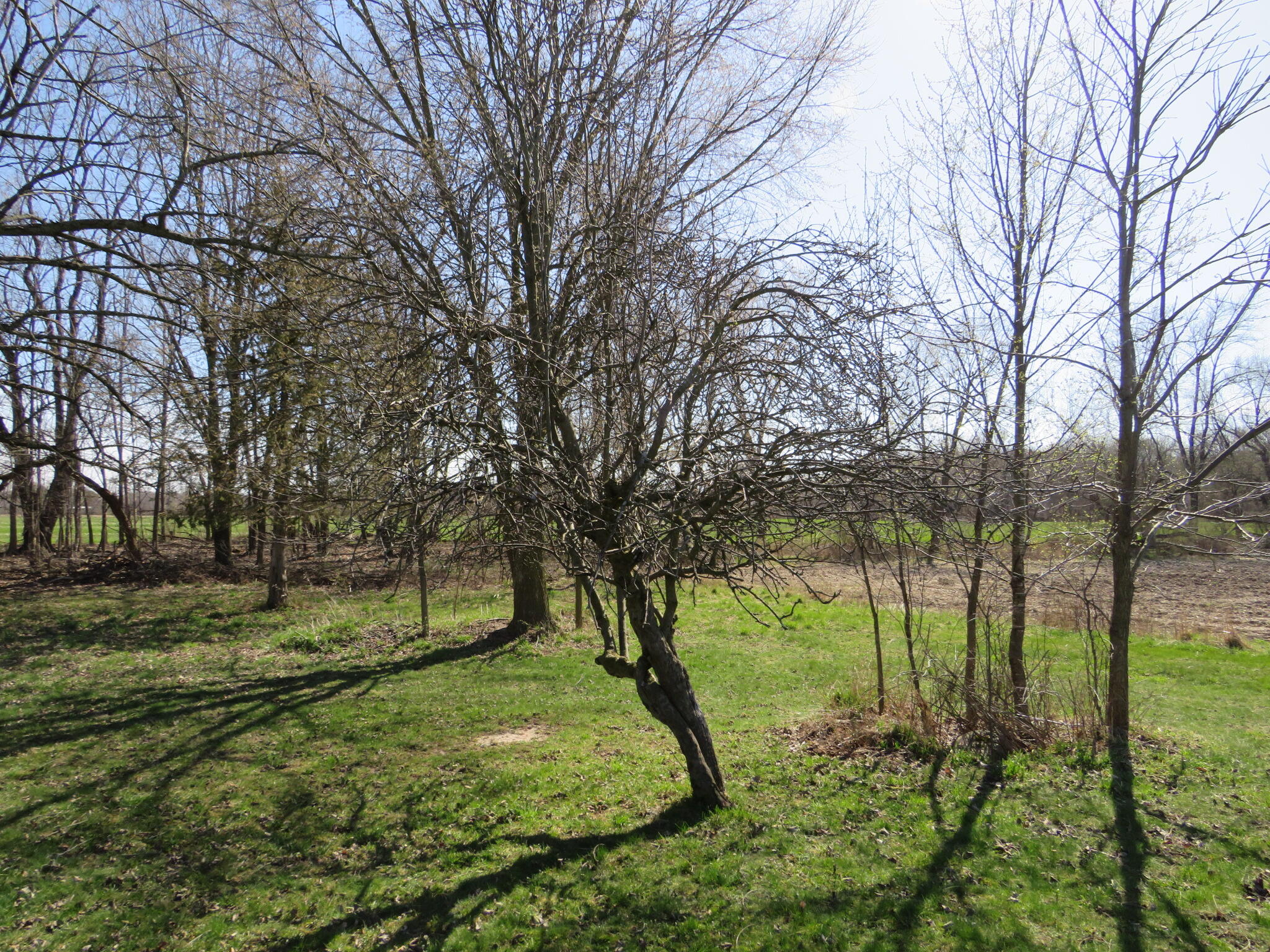 8454 South Alger Road Perrinton, MI 48871 - Photo 30 of 31 IMG_7851