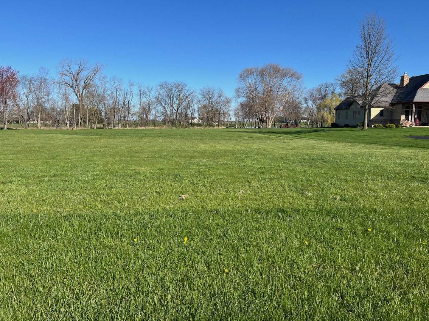 a view of yard with trees