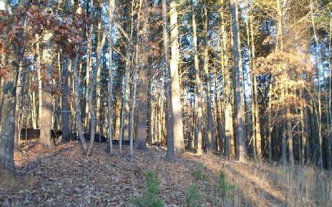 Cook Lane Blue Ridge, GA 30513 - Photo 1 of 1 Main View