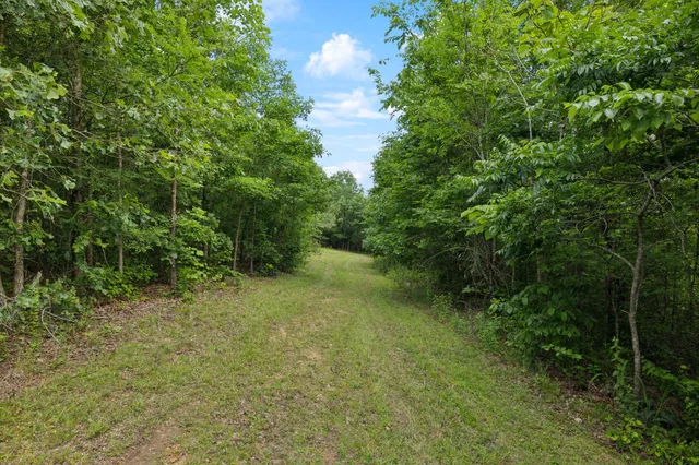 a view of a lush green space