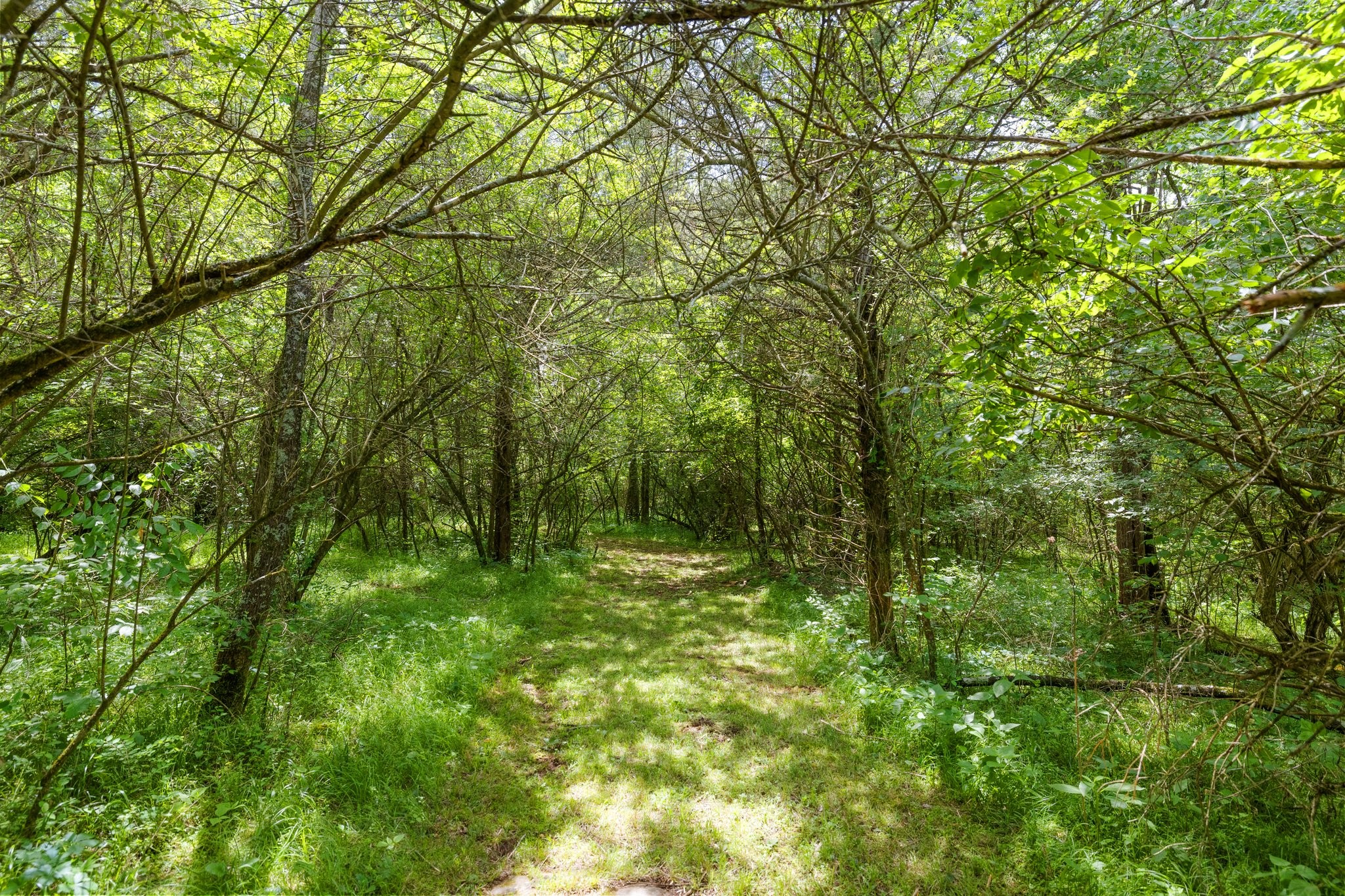 6223 Ladd Road Franklin, TN 37067 - Photo 53 of 67 a big yard with lots of green space and trees